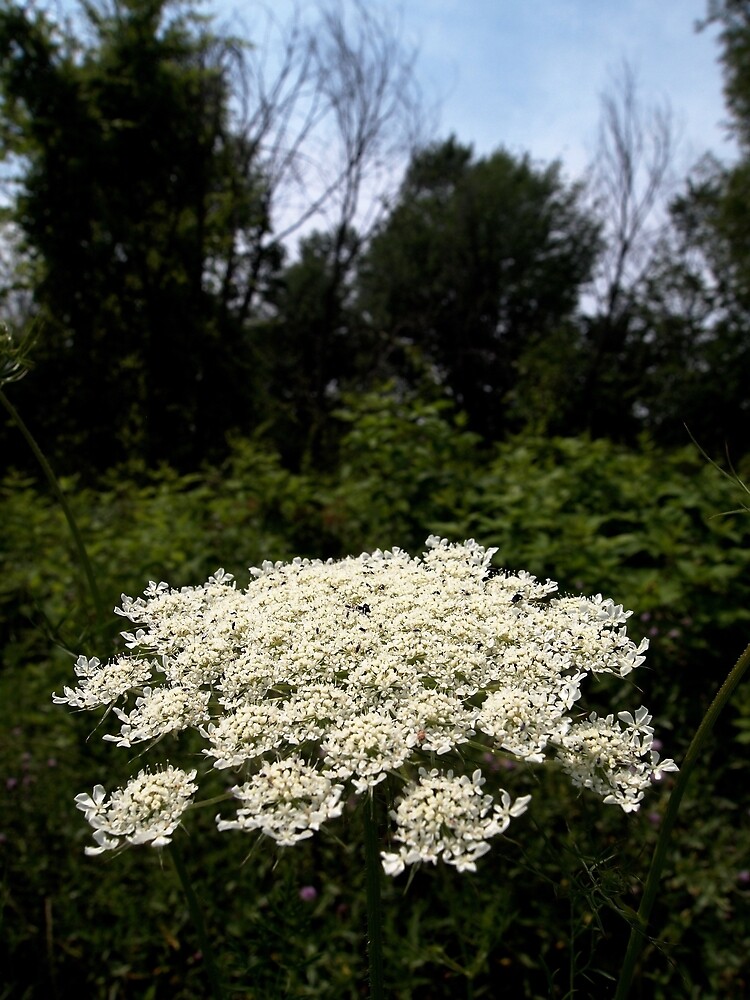 Queen Anne's Lace Flowers by Douglas E.  Welch