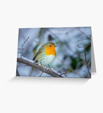 A robin in winter Greeting Card