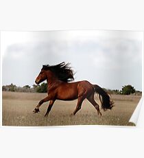 Cheval Poster