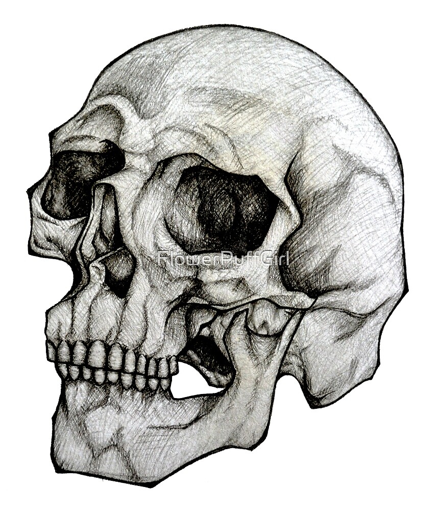 realistic human skull drawing