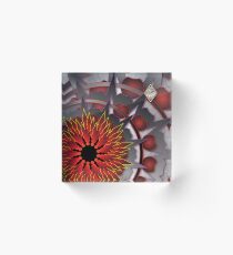 Owl Eye Hex Acrylic Block