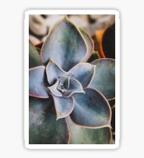 close up of succulent Sticker
