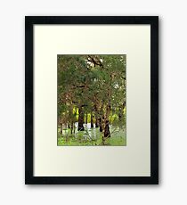 Paper Bark Wetlands Framed Print