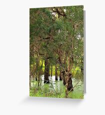 Paper Bark Wetlands Greeting Card