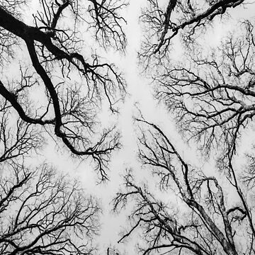 Artwork thumbnail, Upside Trees by davecurrie