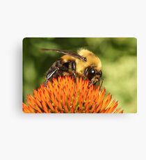 Big Eyes 2 Canvas Print