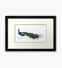 Peacock Framed Print
