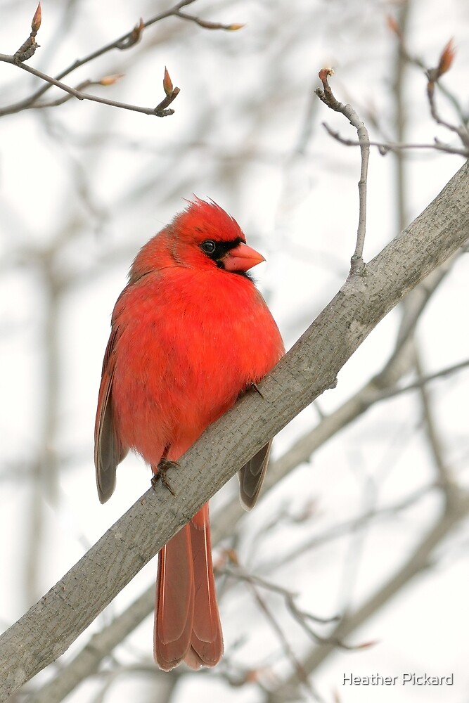 cardinal heather