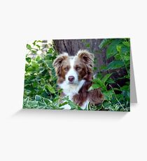 Beauty In Camouflage - Border Collie - NZ Greeting Card