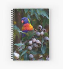 Swainson's Rainbow Lorikeet Spiral Notebook