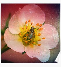 Fly Flower Poster