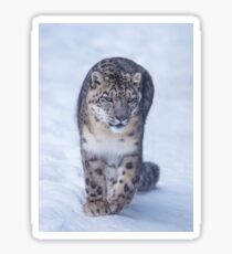 snow leopard Sticker