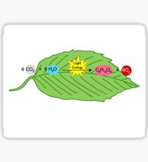 Photosynthesis Sticker