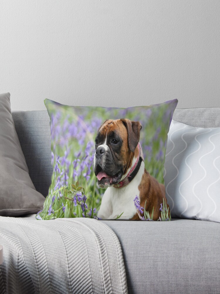 boxer with pillow