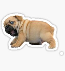 Pug the Pup Sticker
