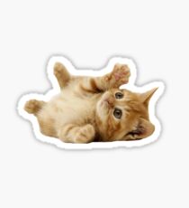 Cat Sticker