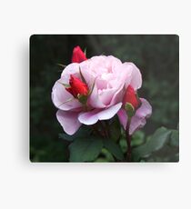 Rose and Buds Metal Print