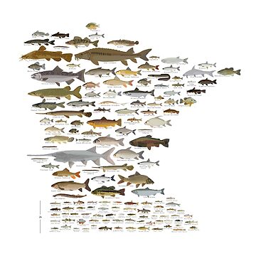 Freshwater Fish Species Print Nature Outdoor Fishe' Sticker