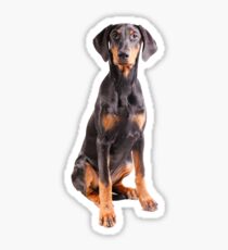 beautiful doberman pinscher Sticker