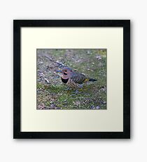 Flicker Framed Print