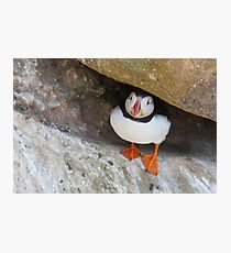 Puffin under a rock, Saltee Islands, County Wexford, Ireland Photographic Print