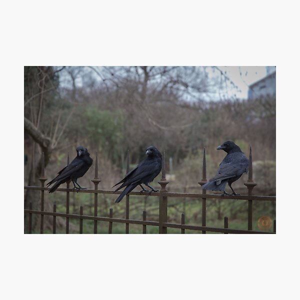 Murder of Crows - Paris Photographic Print