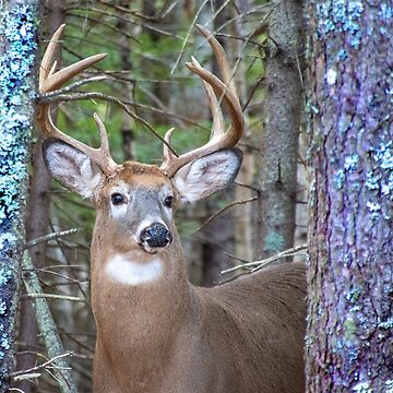 Artwork thumbnail, Buck Acadia National Park by jwwalter