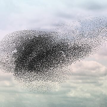 Artwork thumbnail, Swooping and looping by anni103