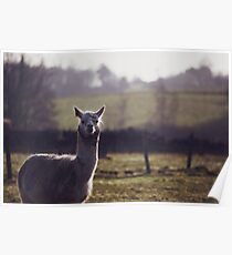 Alpaca Poster