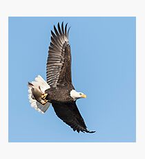 The Great American Bald Eagle 2016-4 Photographic Print