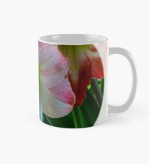 Amaryllis 1 Tasse (Standard)