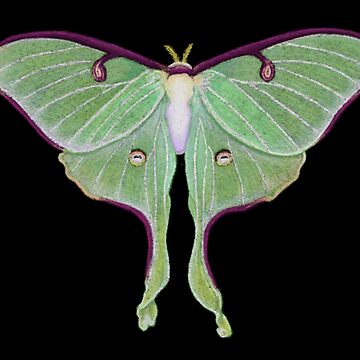 Luna Moth Sticker  ElissaMarieCreative