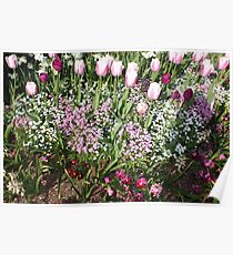 Tulips Poster