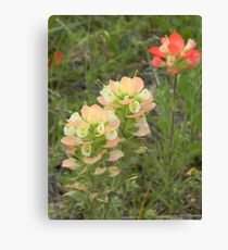 Paleface Indian Paintbrush Leinwanddruck