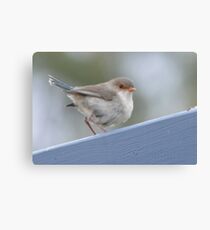 Spledid Fairy or Blue Wren Canvas Print