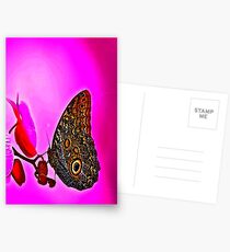 Butterfly - Wings of tropic Postcards