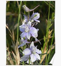 Luminous Blue Larkspur Poster