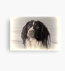 One more of Molly,,,,,,Exeter Devon UK Canvas Print