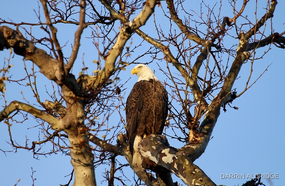 Good Morning Mr Bald Eagle By Darrin Aldridge Redbubble