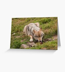 Wolf drinking Greeting Card