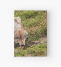 Wolf drinking Hardcover Journal