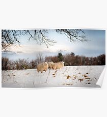 Winter Wool Poster