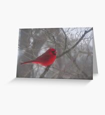 Cardinal Calm in Chaotic Conditions Greeting Card