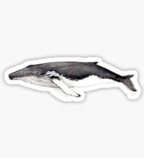 Humpback whale Sticker