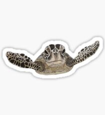 sea turtle Sticker