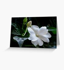 White Impatiens Greeting Card