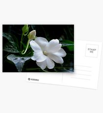 White Impatiens Postcards