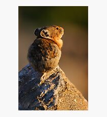 Sunset Pika Photographic Print