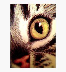 Katze Photographic Print