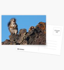 Ode to My Pine Cone Postcards